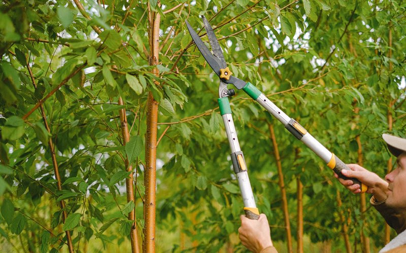 Tree trimming in Gibson, IA